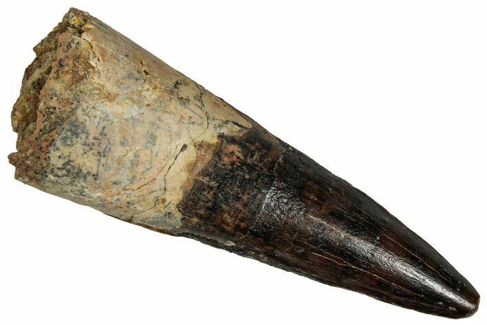 Fossil Spinosaurus Tooth - Real Dinosaur Tooth #355707
